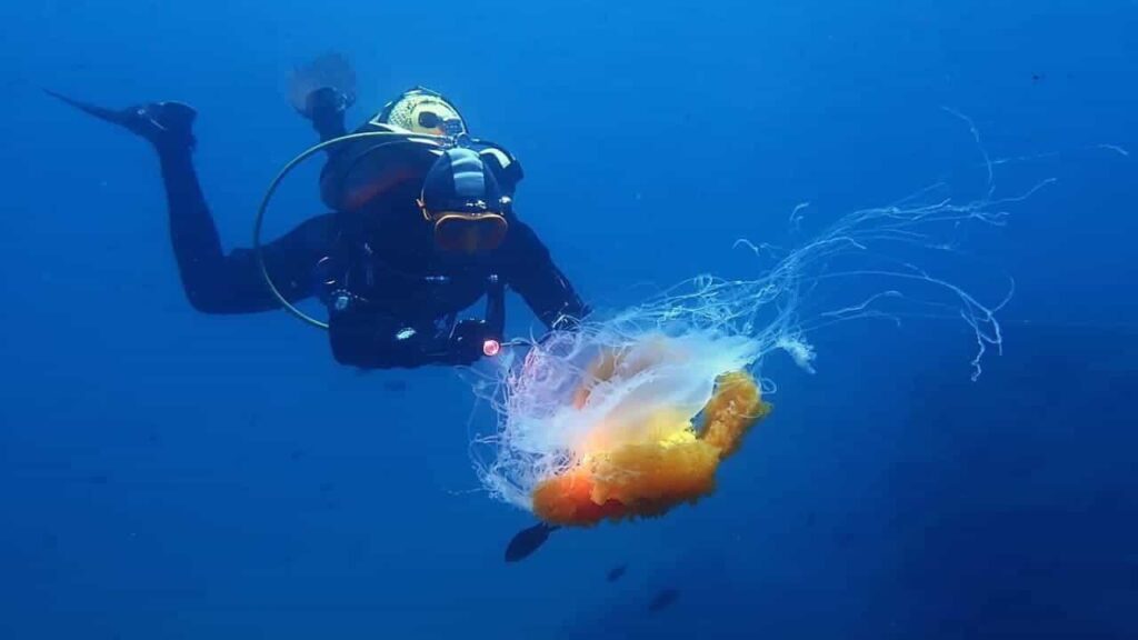 Buceo en La Herradura, Granada, explorando fondos marinos
