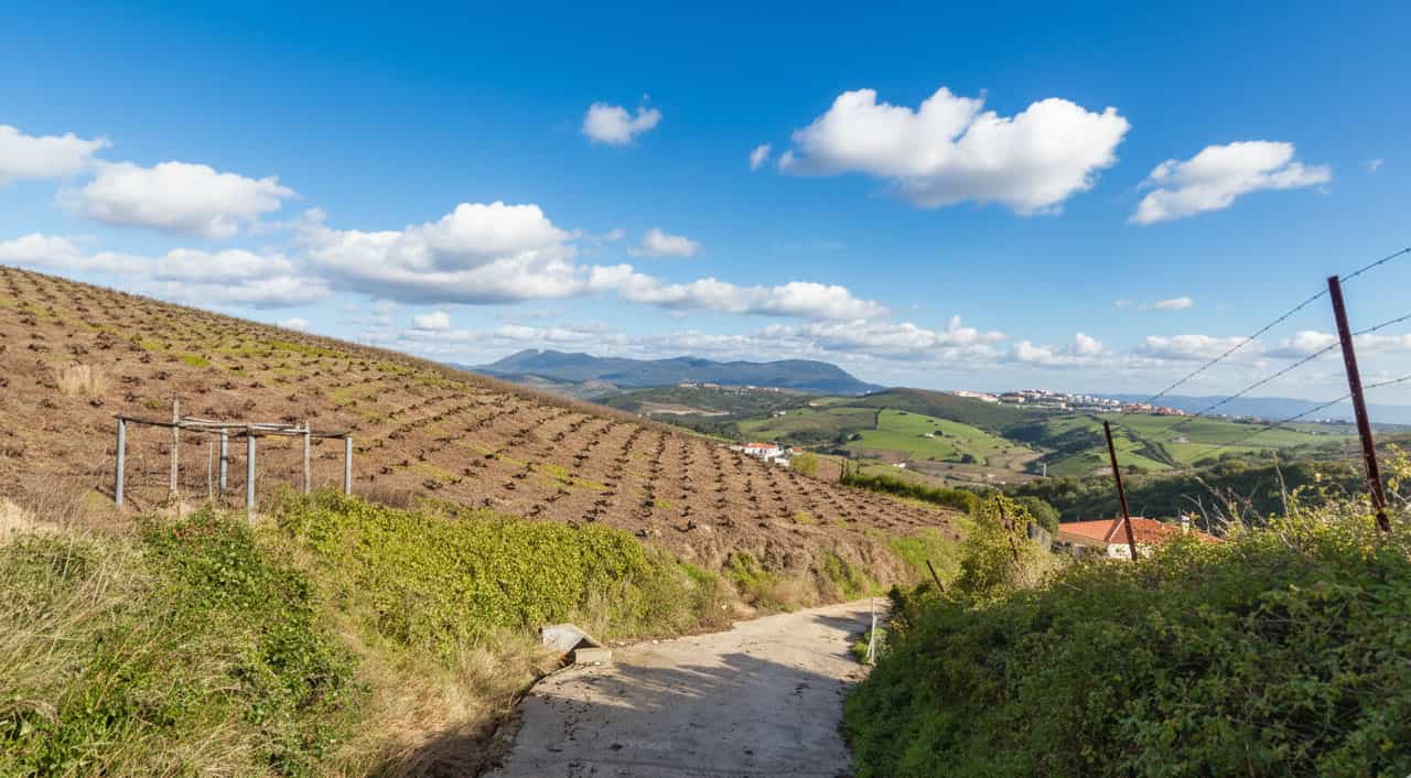Manilva Vineyards