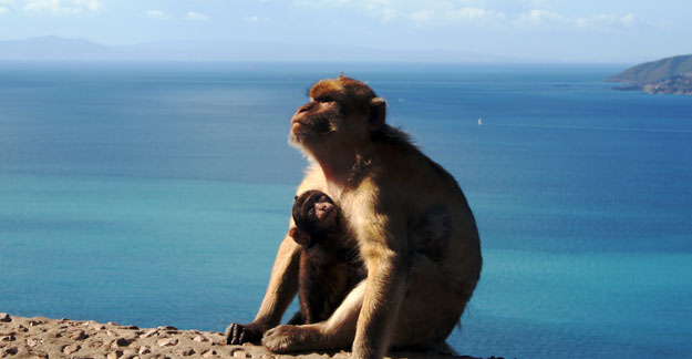 Monos de Gibraltar