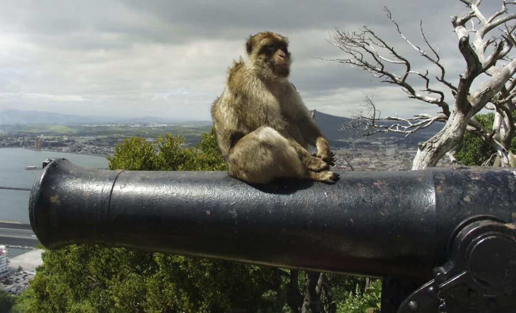 Woher kommen die Affen in Gibraltar?