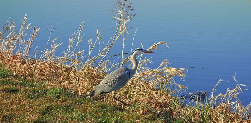 Birds estuary