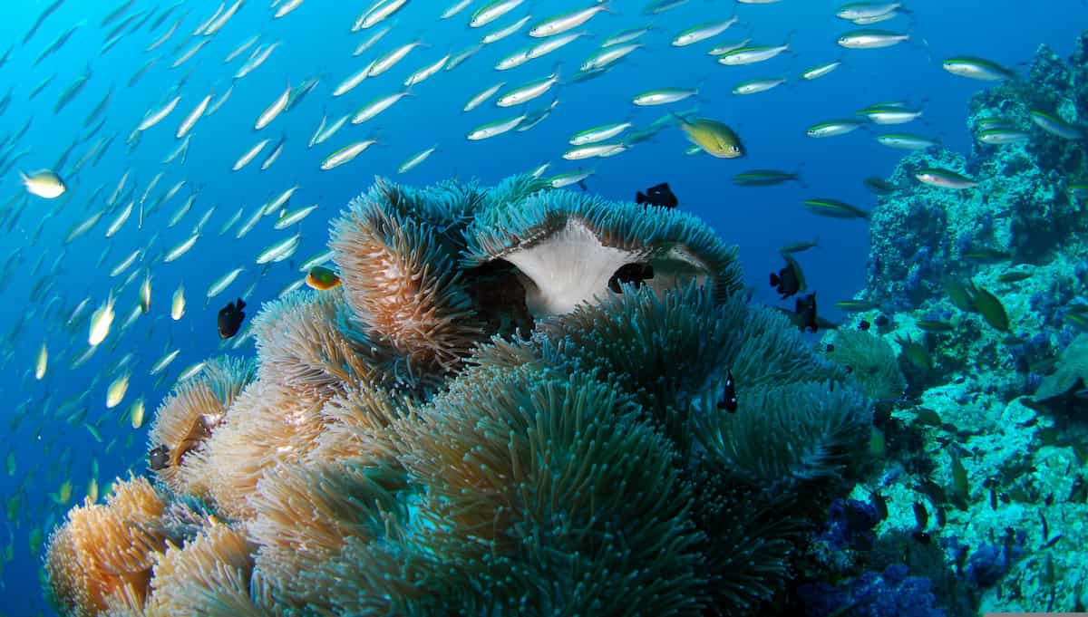 Diving in Carboneras, Almeria.